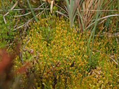 Scleranthus biflorus