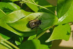 Anthophora plumipes