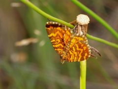 Chrysolarentia chrysocyma