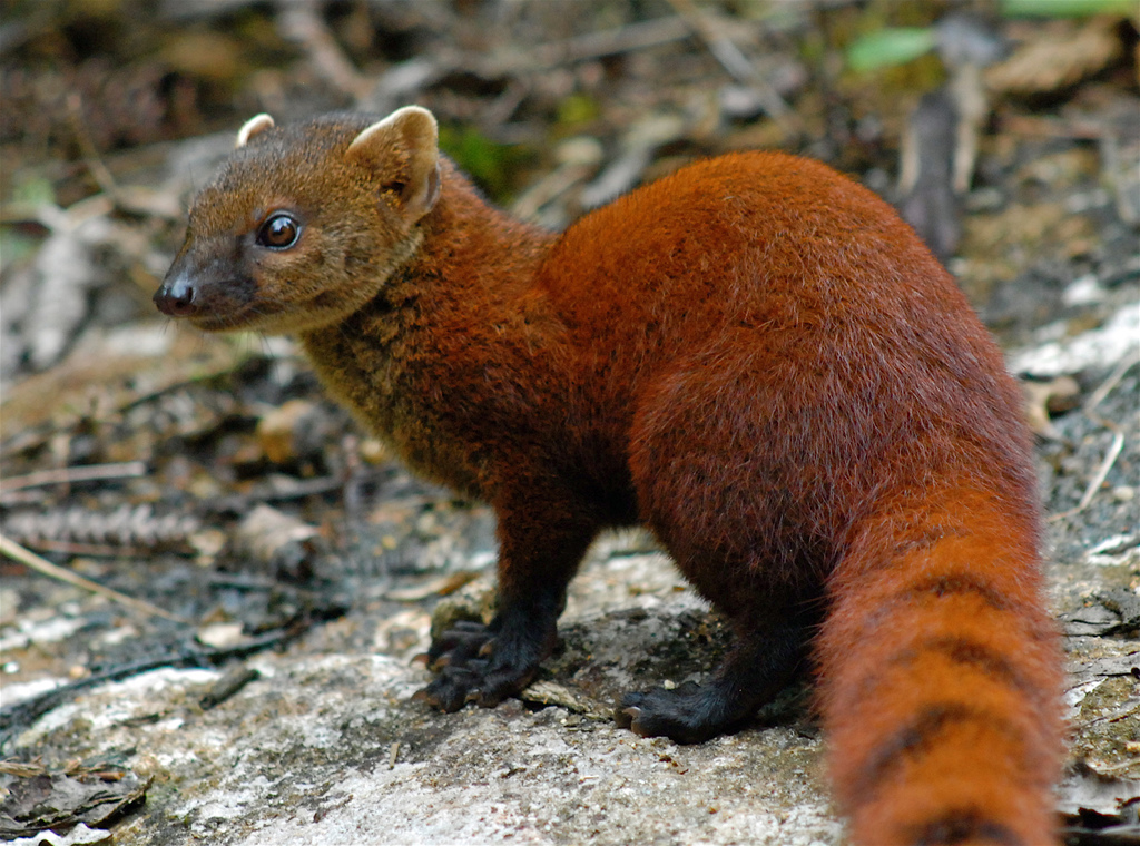 Ring-Tailed Mongoose