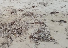 Arotrolepis filicauda