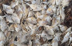 Arotrolepis filicauda