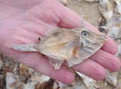 Arotrolepis filicauda