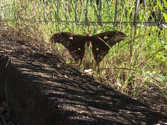 Coscinocera hercules