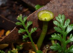 Leptinella filicula