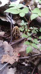 Morchella diminutiva