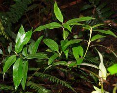Parsonsia brownii