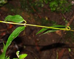 Parsonsia brownii