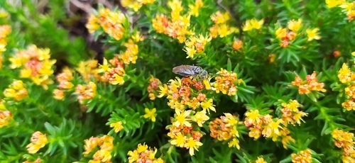 Image of Rhodiola quadrifida by no rights reserved