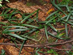 Parsonsia brownii