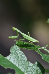 Tarachomantis