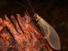 Stenolysmus extraneus
