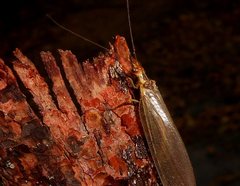 Stenolysmus extraneus