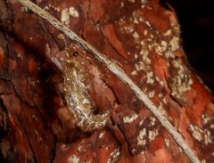 Stenolysmus extraneus