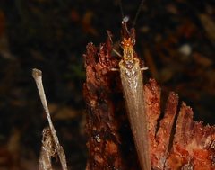 Stenolysmus extraneus