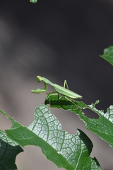 Tarachomantis