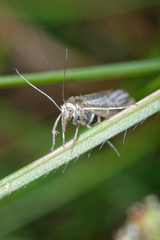 Thisanotia chrysonuchella