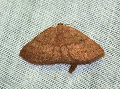 Casbia melanops