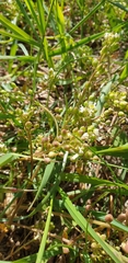 Cochlearia danica