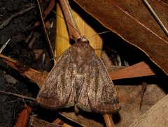 Proteuxoa porphyrescens