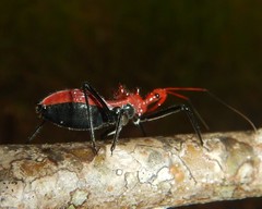 Gminatus