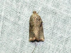 Meritastis laganodes