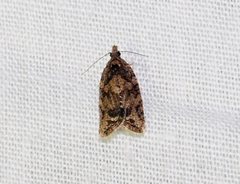 Asthenoptycha
