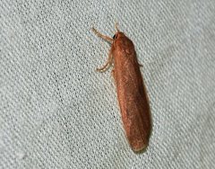 Scoliacma pactolias