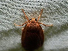 Scoliacma pactolias