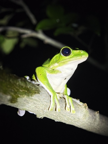 Chinese Flying Frog