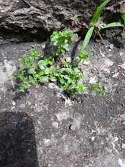 Polycarpon tetraphyllum