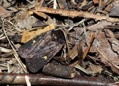 Proteuxoa bistrigula