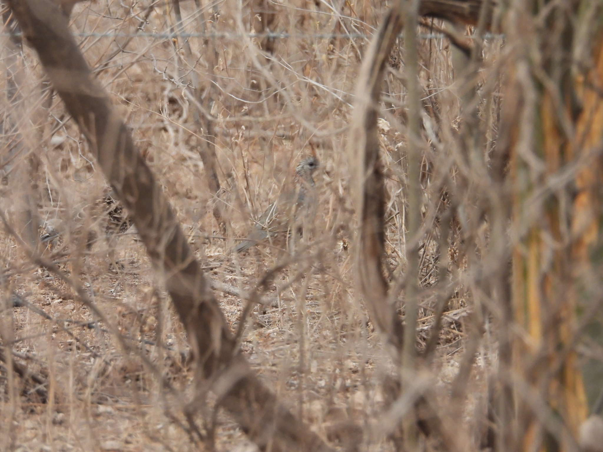 Elegant Quail (Callipepla douglasii), photo 9
