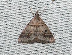 Dichromodes mesogonia