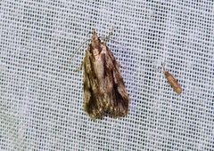 Barea sphaeridias