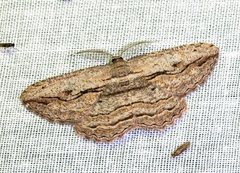 Scioglyptis loxographa