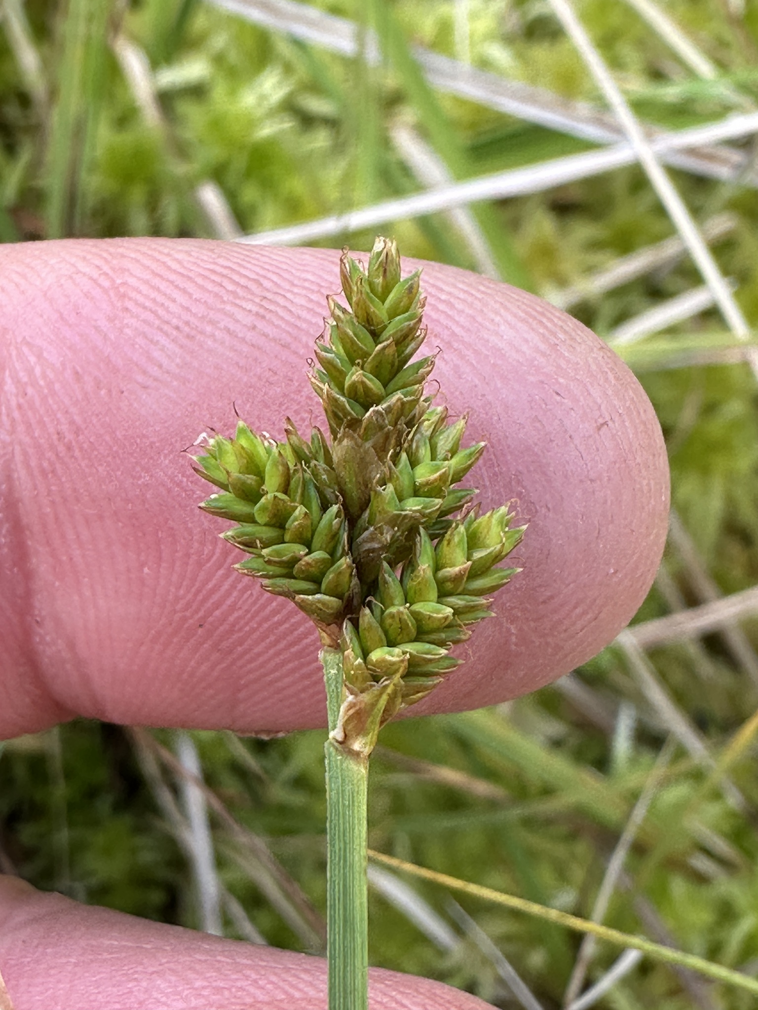Carex arctiformis
