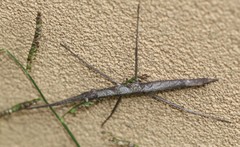 Pachymorpha