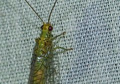 Calochrysa extranea