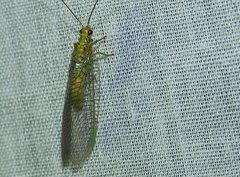 Calochrysa extranea
