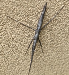Pachymorpha