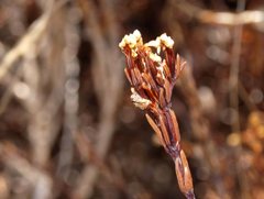 Frankenia pauciflora