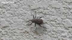Sipalinus gigas