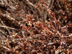 Frankenia pauciflora
