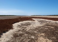 Frankenia pauciflora