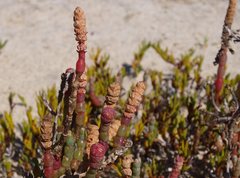 Salicornia blackiana