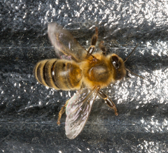 Apis mellifera