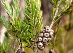 Melaleuca pityoides