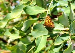 Oreixenica kershawi