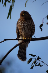 Accipiter cooperii